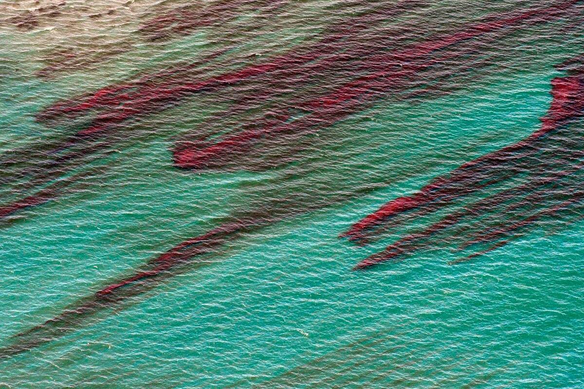 Advierten de posible desastre natural en sur de California tras fuga de crudo