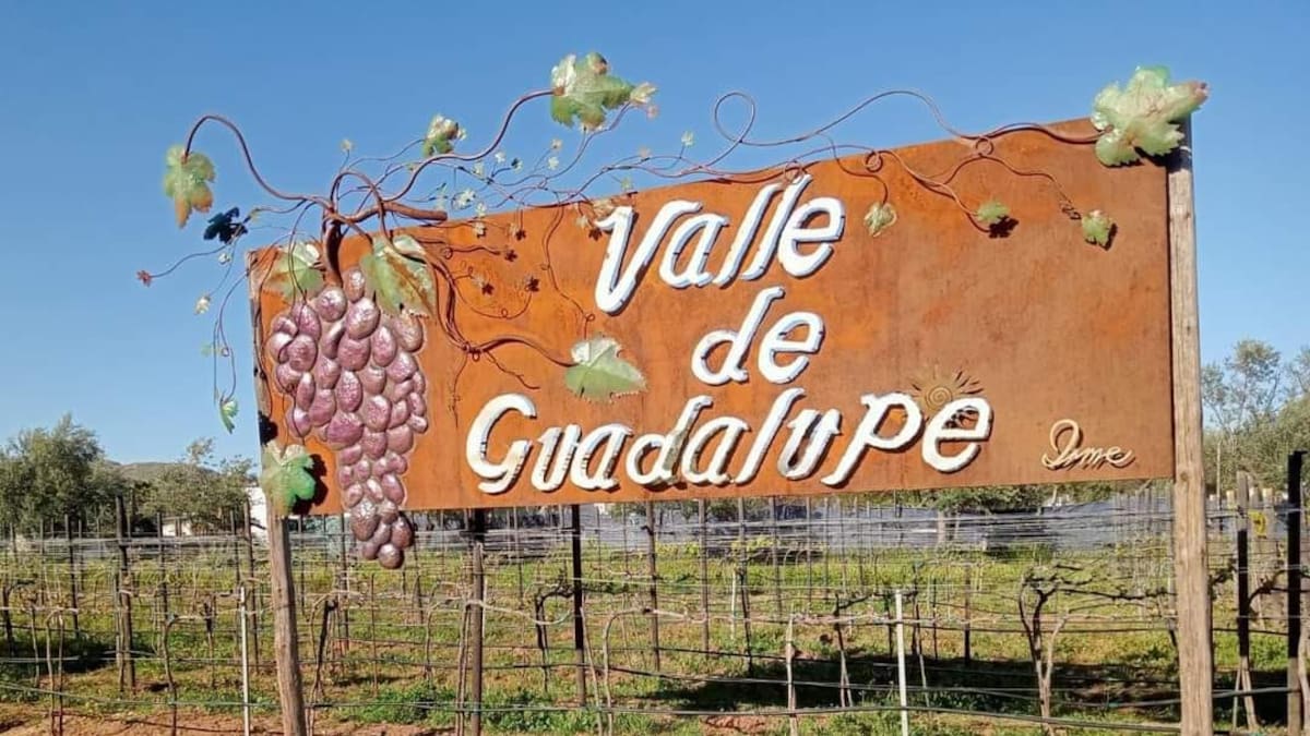 Valle de Guadalupe está en pie de lucha para recuperar al turismo: Provino
