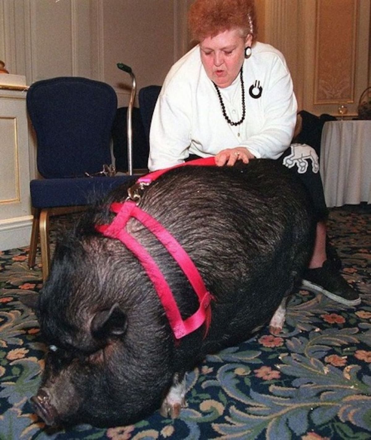 Una toma detallada y en primer plano de un gran cerdo barrigón negro que se encuentra sobre un suelo de concreto, con su dueña sentada en un banco de madera en el fondo, con una expresión introspectiva. La imagen captura la textura única de la piel del cerdo y el entorno rústico de Pensilvania, con un contenedor rosa, jarras de plástico y un enrejado de madera, todo nítidamente definido.