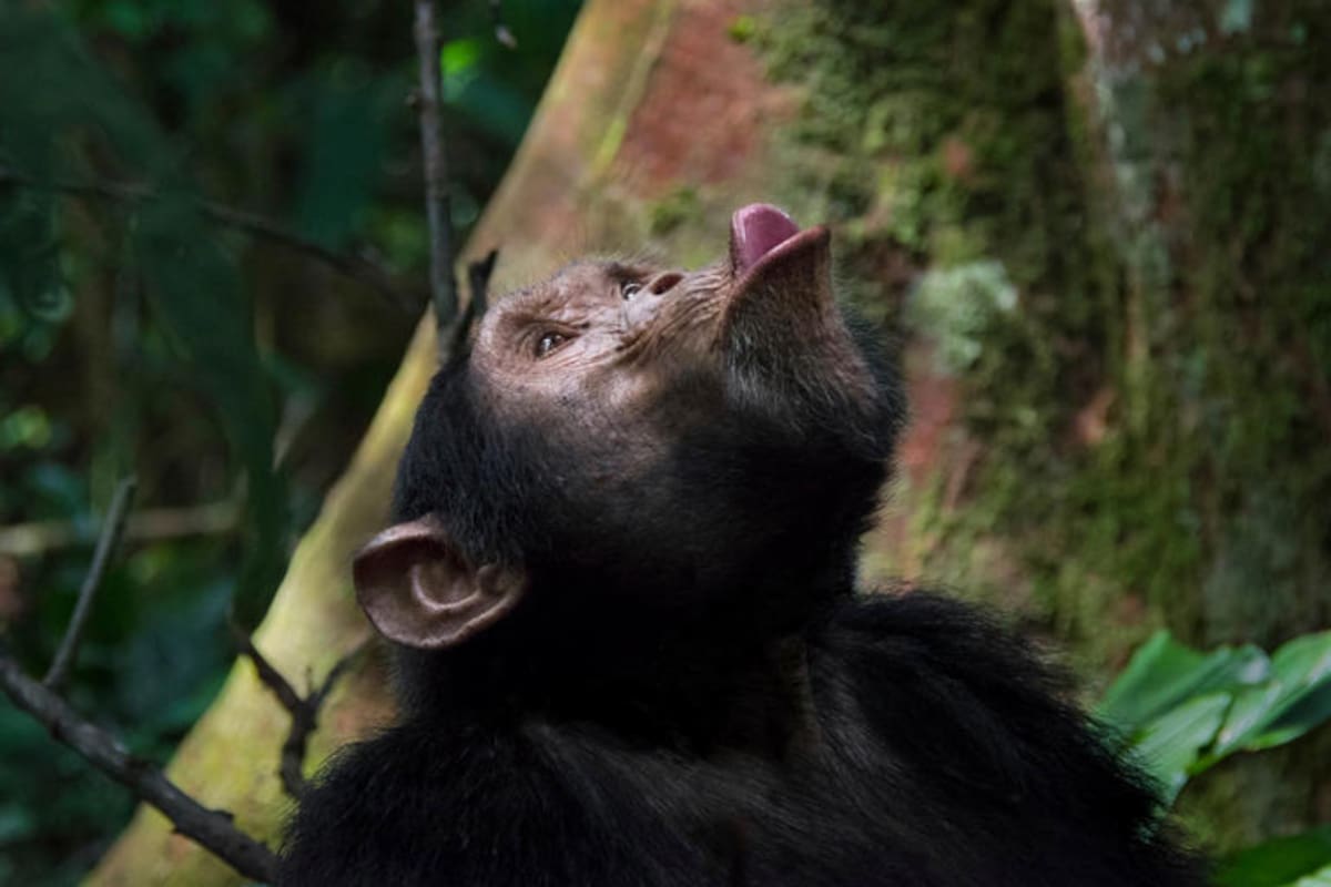 Chimpancés que marcan el ritmo Revelan una clave sobre los orígenes musicales del ser humano