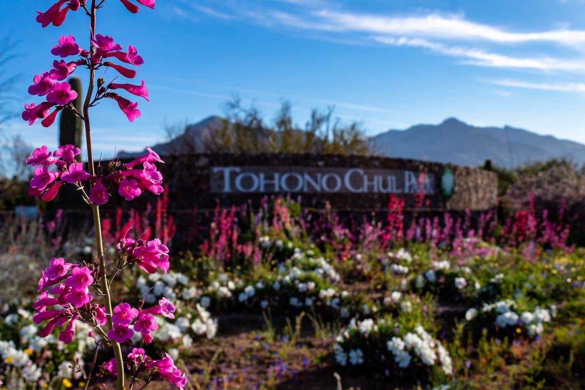 Goza de experiencias inolvidables en Tohono Chul, jardín botánico en Arizona