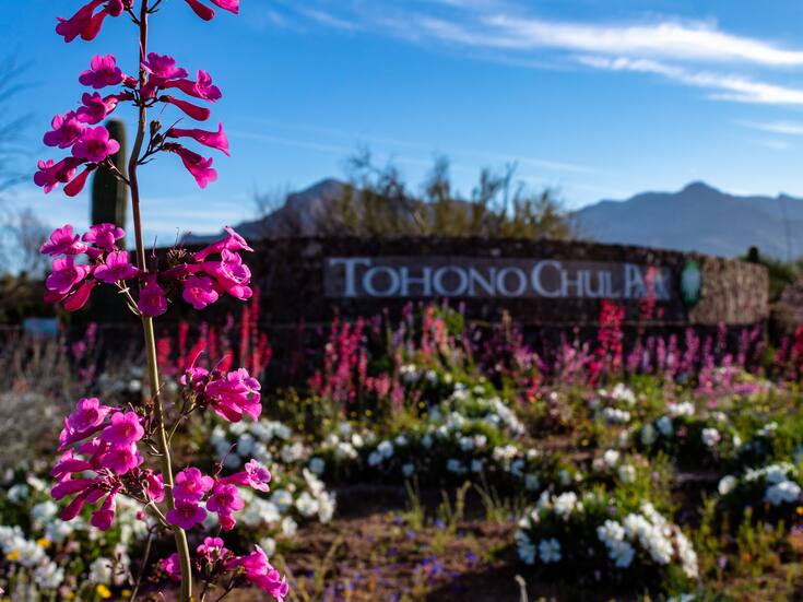 Goza de experiencias inolvidables en Tohono Chul, jardín botánico en Arizona