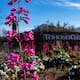 Goza de experiencias inolvidables en Tohono Chul, jardín botánico en Arizona