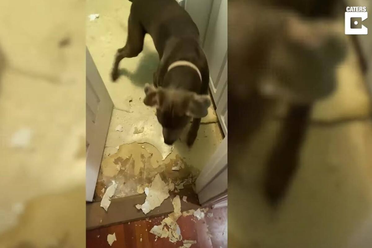 Hombre deja una hora solo a su perro y esto fue lo que sucedió