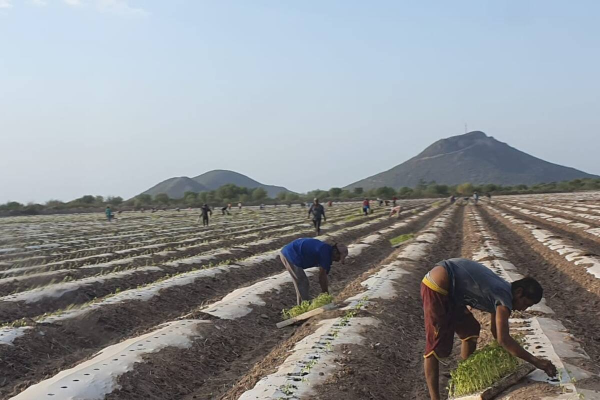 Cosecha de hortalizas en el Sur de Sonora brinda un “respiro” a jornaleros agrícolas