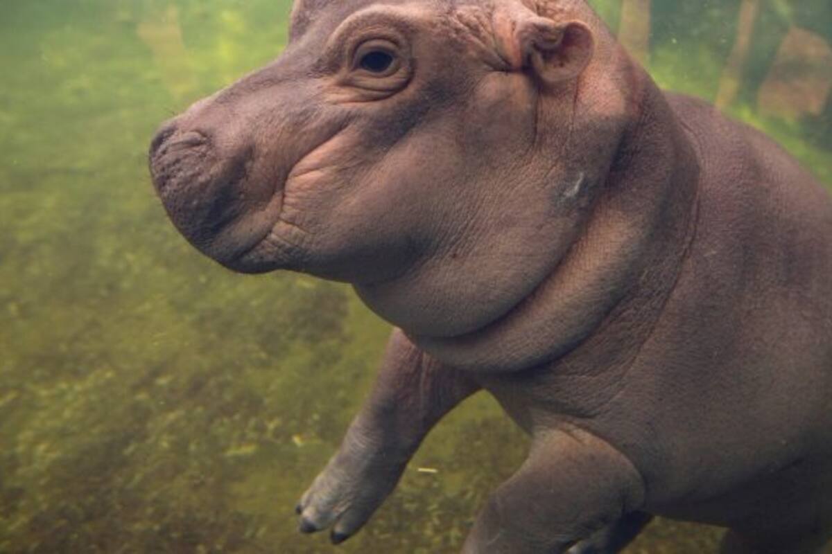 Fiona, la hipopótamo que se cree delfín