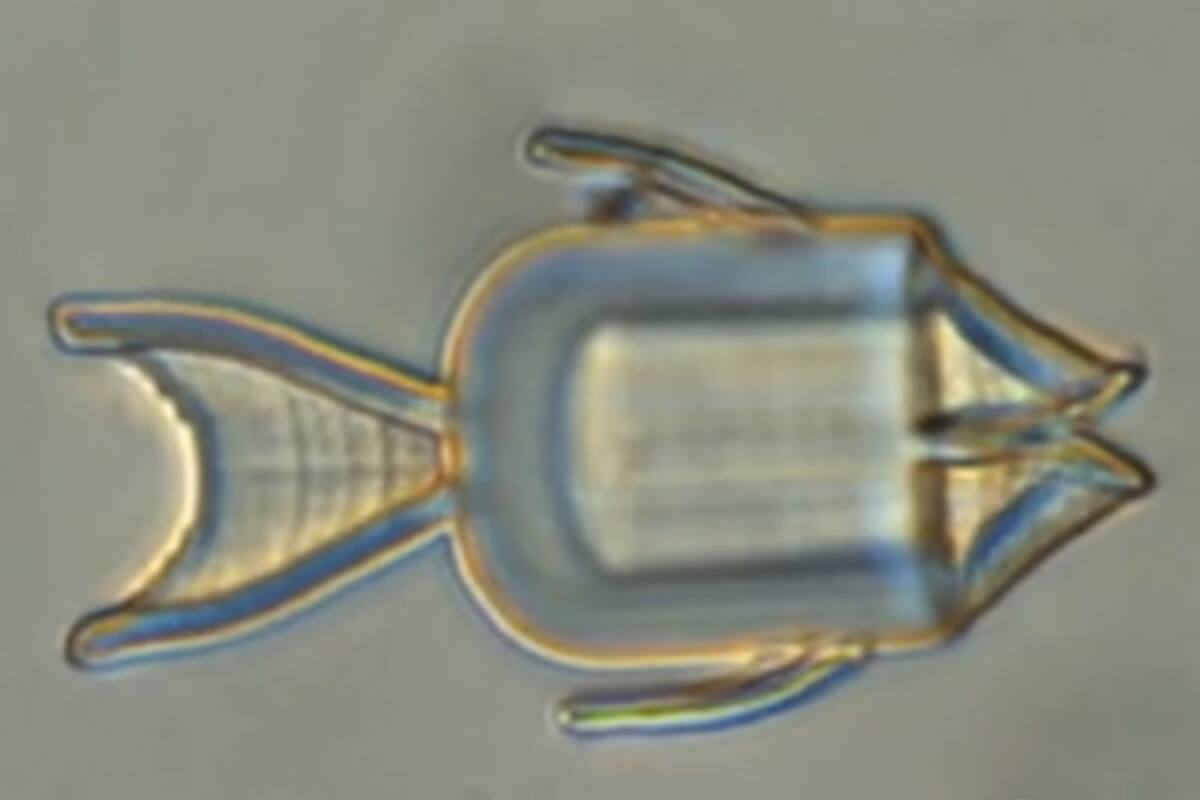 Microrrobots con forma de pez que suministran fármacos de quimioterapia directo a las células cancerosas