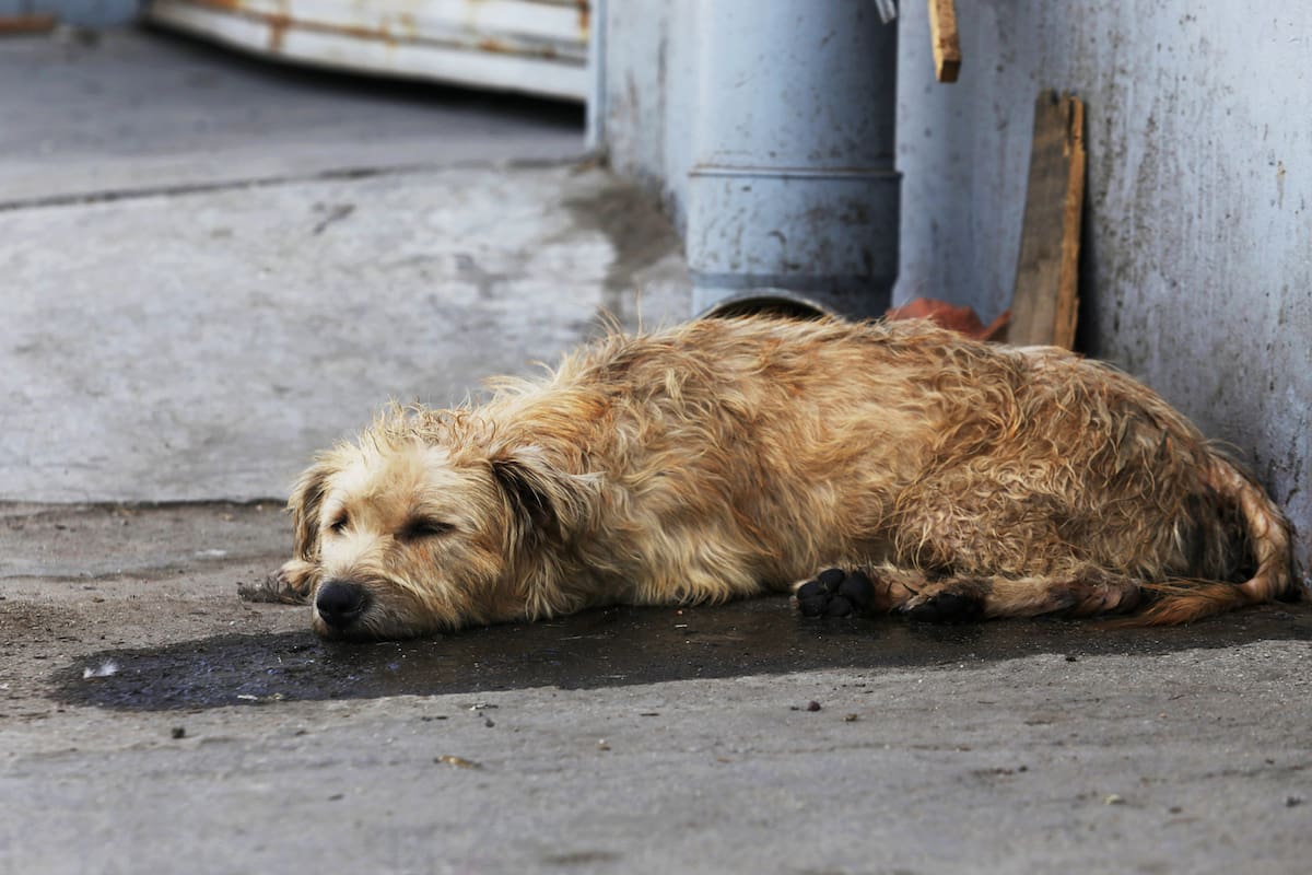 Tasa de abandono de mascotas se dispara cada inicio de año: Veterinaria