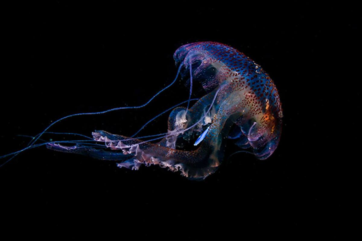 Captan imagen de medusa con plástico en el estómago