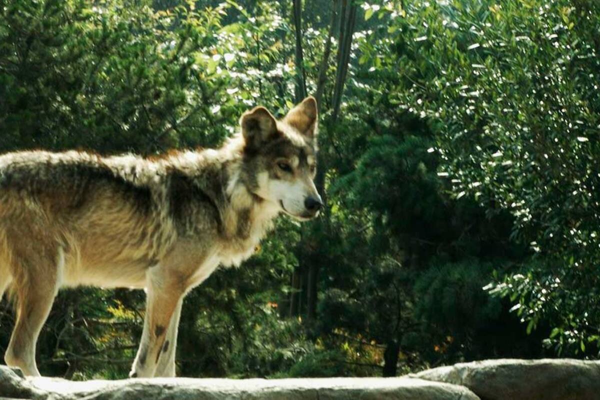 Lobos grises mexicanos encuentran un hogar en Rancho de Ted Turner