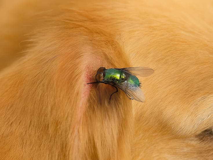 Alerta en Sonora: gusano barrenador ataca a mascotas en heridas abiertas; autoridades piden revisar a diario a perros y gatos