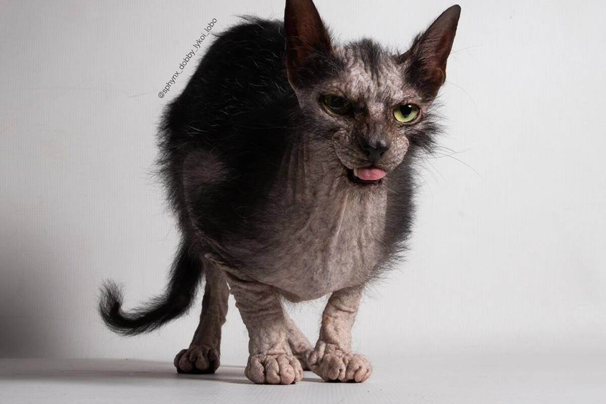 Lobo, el felino que no parece un gato