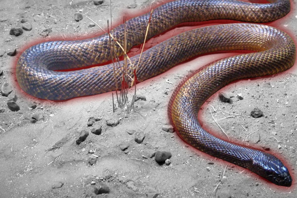¿Cuál es la serpiente más venenosa del mundo? El listado que te quitará el sueño
