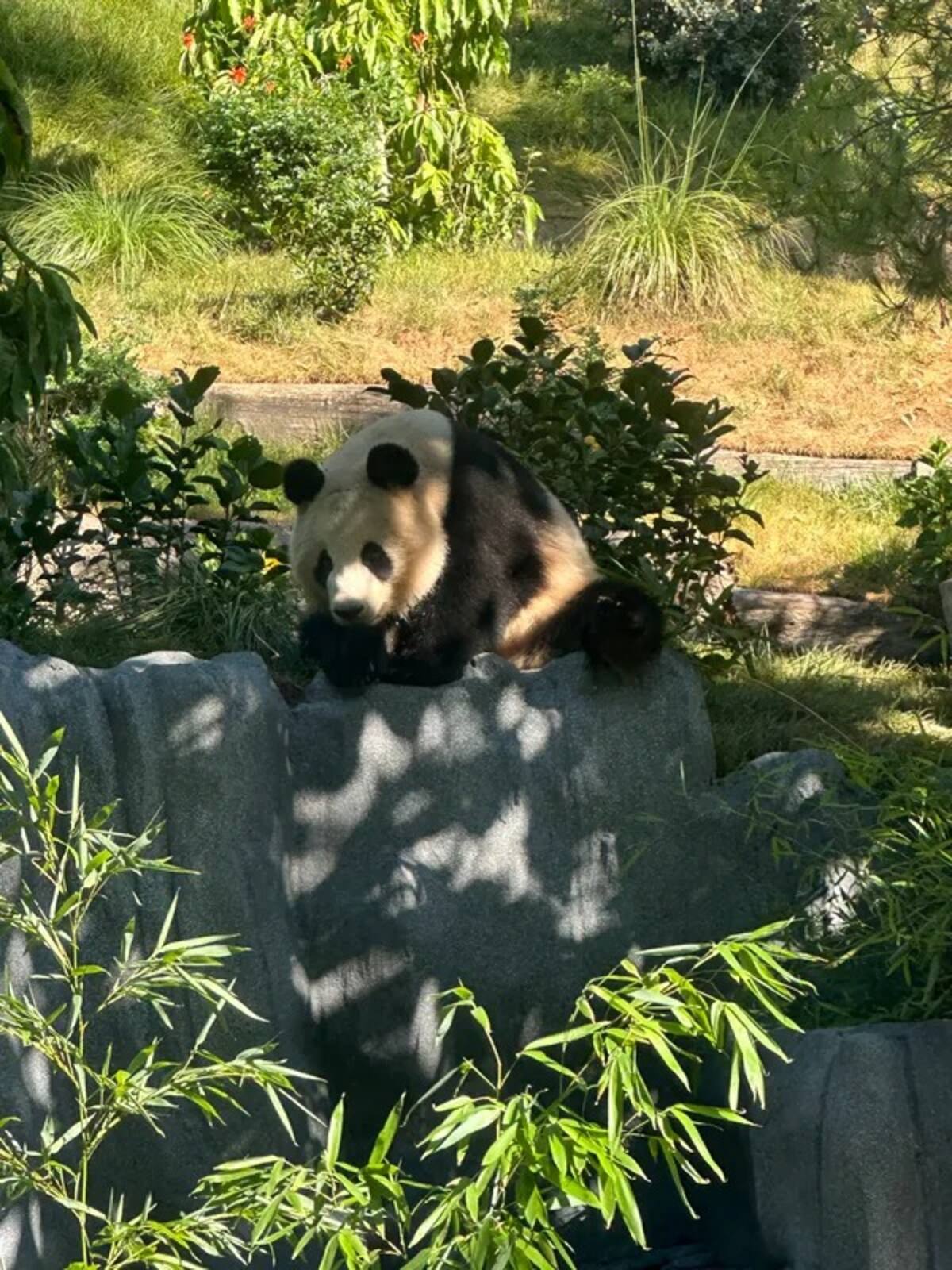 Foto: cortesía Zoológico de San Diego