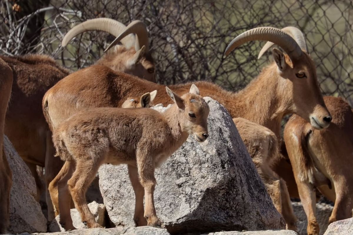 Registra Centro Ecológico de Sonora más de 90 nacimientos en dos años: destacan nuevas crías de pumas, cebras y borregos