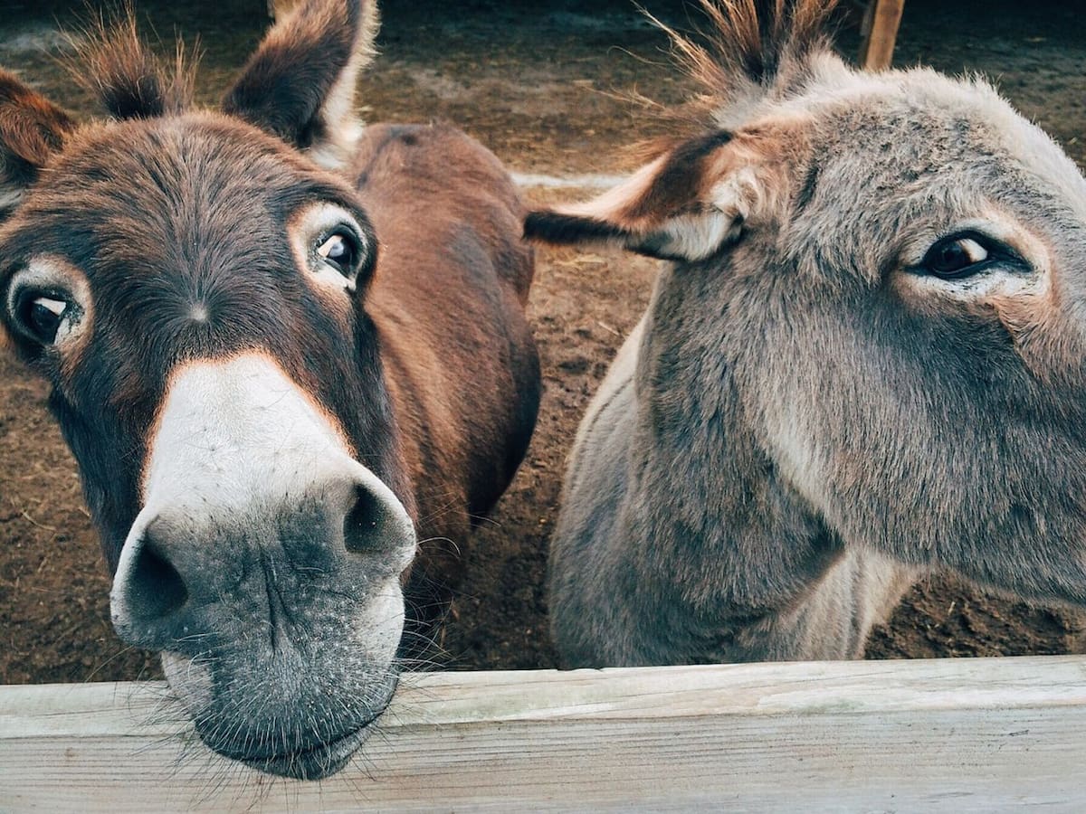 Al recibir más carga de la que pueden llevar, los animales ven afectada su salud y con ello disminuye su esperanza de vida, advirtieron legisladores. | Foto: Pexels