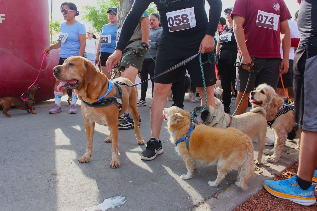 Cachanillas corren con sus mascotas para celebrar el 123 aniversario de Mexicali