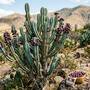 ¿Qué es el garambullo? El fruto mexicano poco conocido que crece en zonas áridas