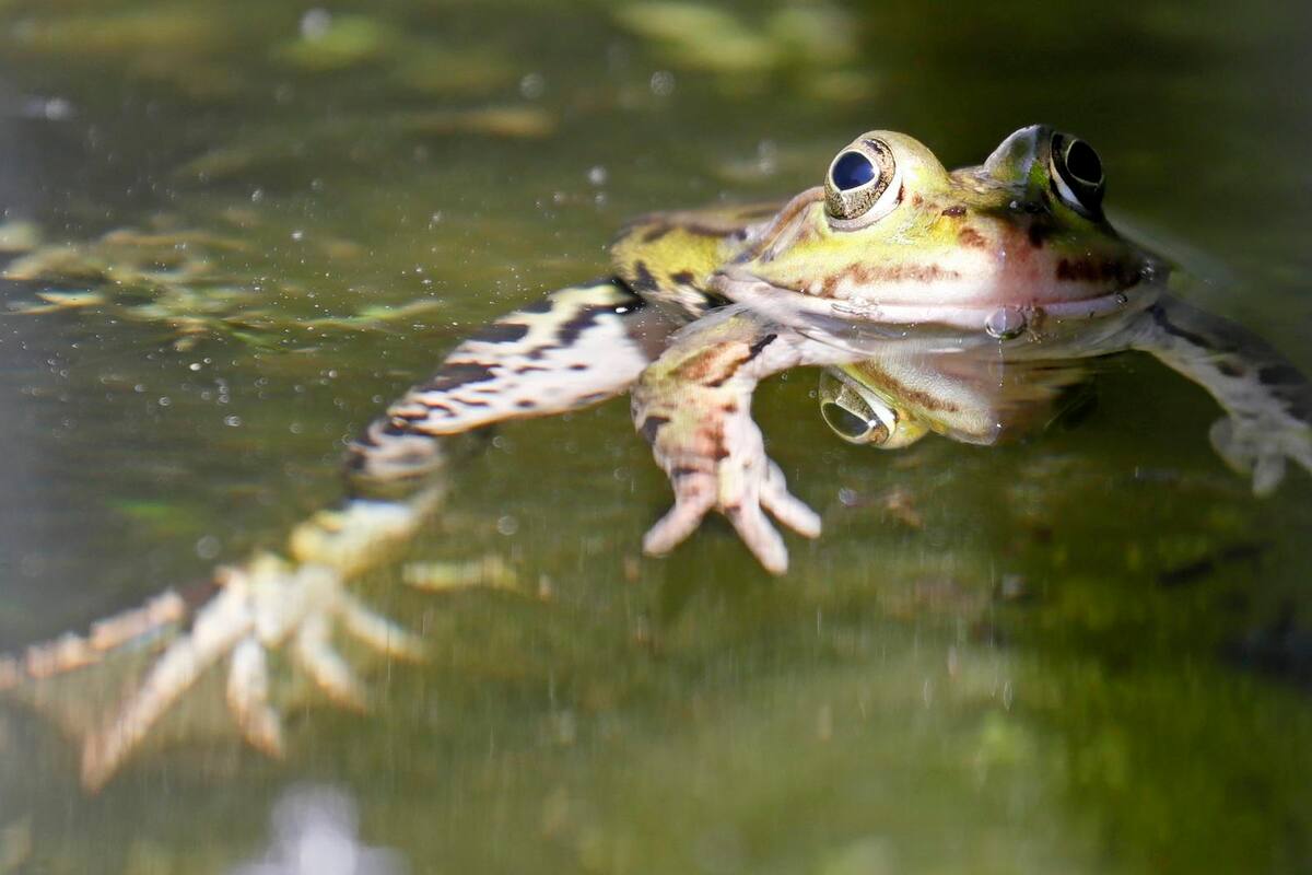 Estudio revela que las ranas hembra guiñan el ojo a los machos para coquetear