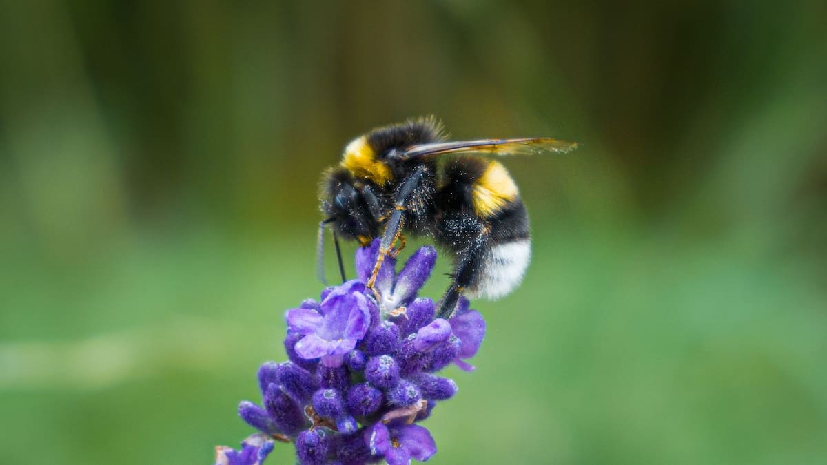 Científicos de Finlandia demuestran que el uso de insecticidas en terrazas reduce drásticamente el regreso de abejorros al nido, pasando del 37% al 5% de éxito debido al impacto de los piretroides en su sistema de orientación