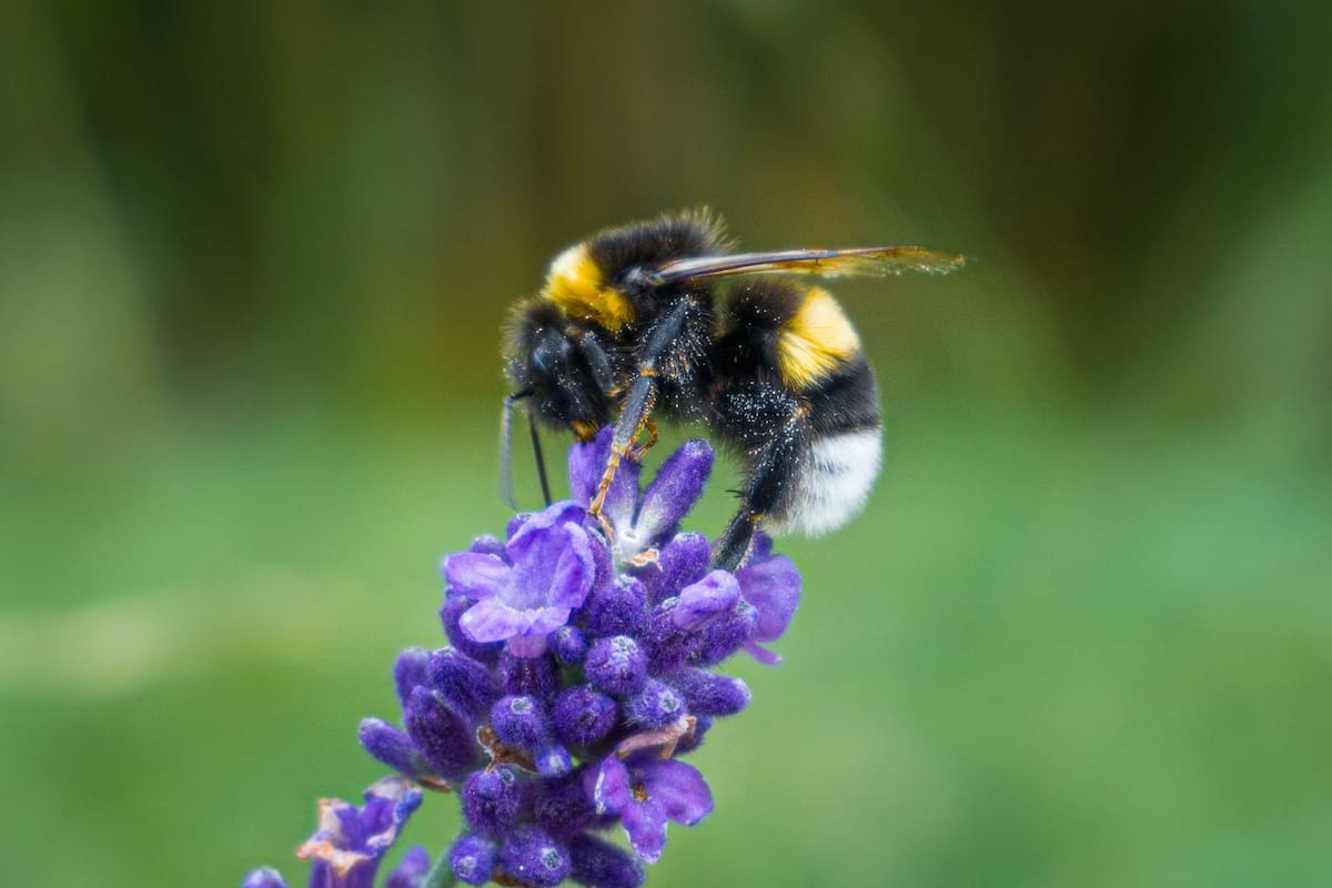 Científicos de Finlandia demuestran que el uso de insecticidas en terrazas reduce drásticamente el regreso de abejorros al nido, pasando del 37% al 5% de éxito debido al impacto de los piretroides en su sistema de orientación