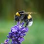 Científicos de Finlandia demuestran que el uso de insecticidas en terrazas reduce drásticamente el regreso de abejorros al nido, pasando del 37% al 5% de éxito debido al impacto de los piretroides en su sistema de orientación