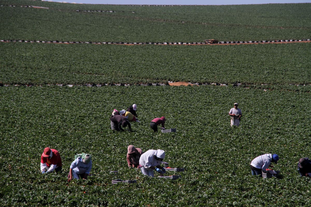 Persisten vacíos legales para trabajadores agrícolas transfronterizos