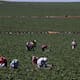 Persisten vacíos legales para trabajadores agrícolas transfronterizos