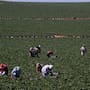 Persisten vacíos legales para trabajadores agrícolas transfronterizos