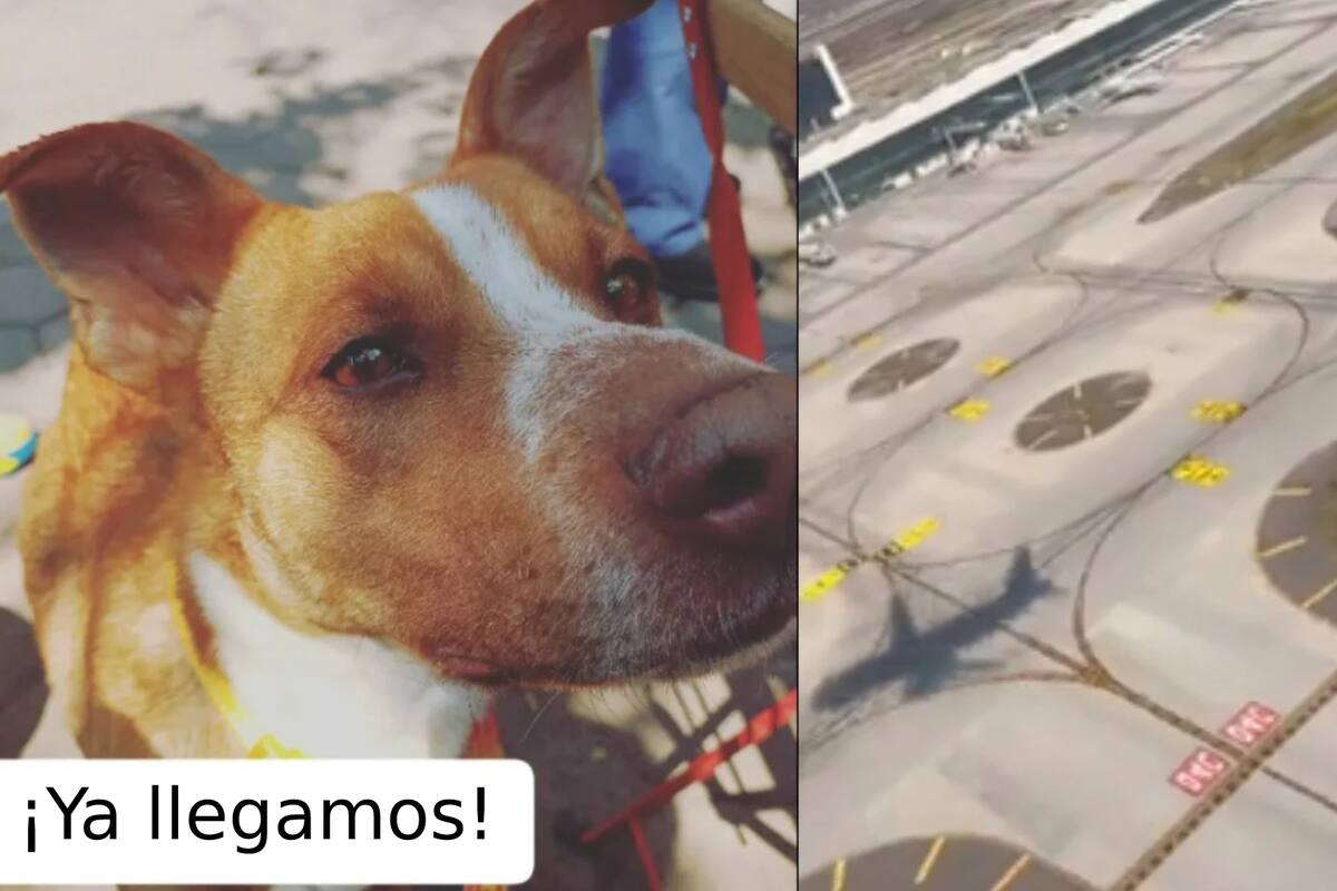 Perros 'bloquean' AIFA e impiden aterrizaje de avión