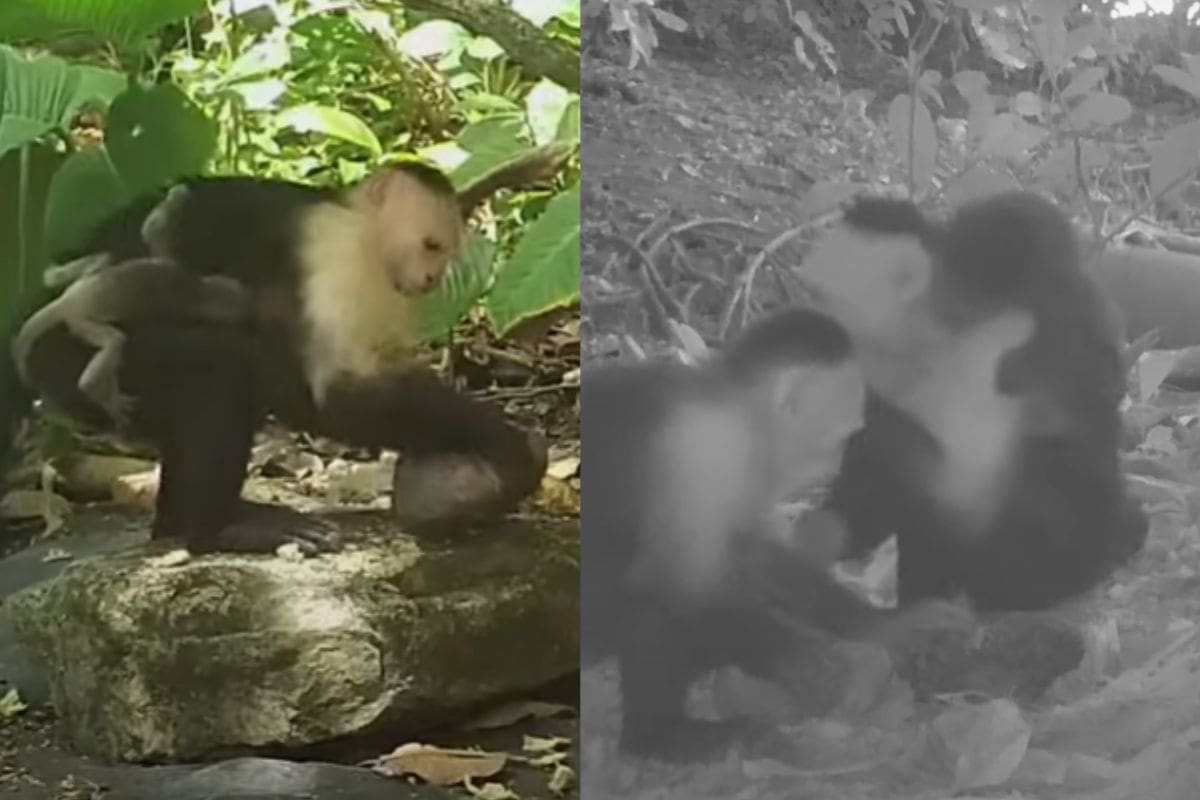 Graban a monos capuchinos “robando” crías de otras especies; expertos lo atribuyen a una “moda cultural”