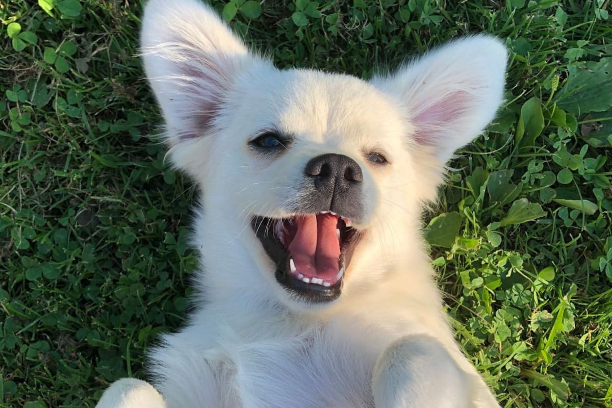 ¿Tu perro tiene mal aliento? Qué enfermedades podrían causarlo y cómo eliminar la halitosis antes de que afecte su salud bucal y digestiva
