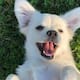 ¿Tu perro tiene mal aliento? Qué enfermedades podrían causarlo y cómo eliminar la halitosis antes de que afecte su salud bucal y digestiva