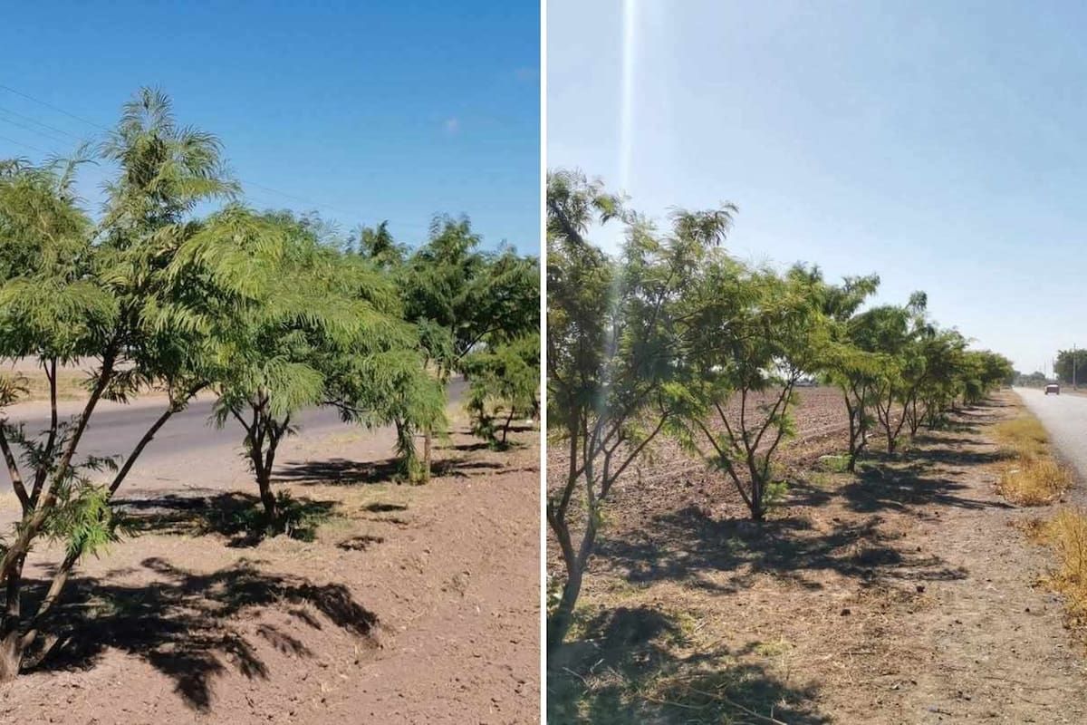 Avanza el crecimiento de las “cortinas” de Tepehuaje en Bácum