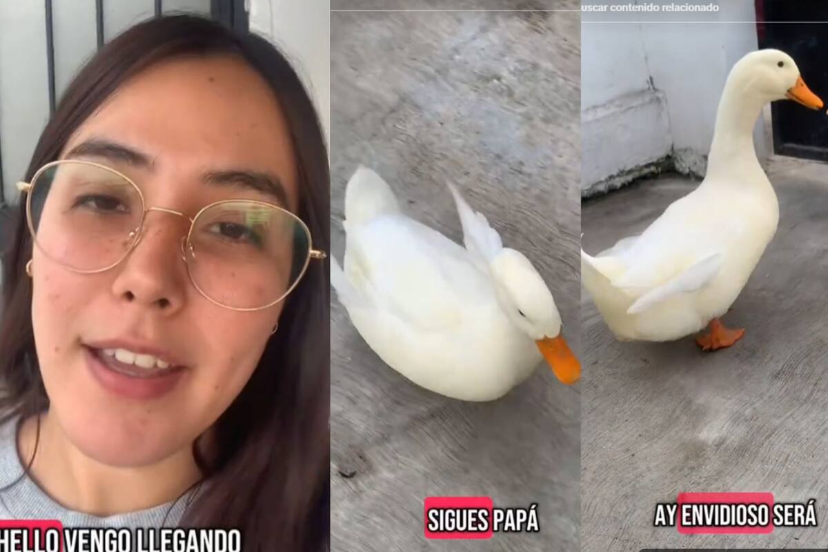 “¿Saben por qué me hace eso?“: Influencer muestra cómo su pato no la deja de seguir