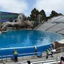 SeaWorld San Diego proyecta partido del Mundial FIFA 2026 en el estadio de las orcas