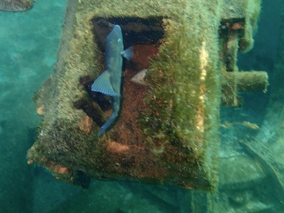 Distintas especies marinas ya habitan en el Sistema Arrecifal Artificial
Sonorense.