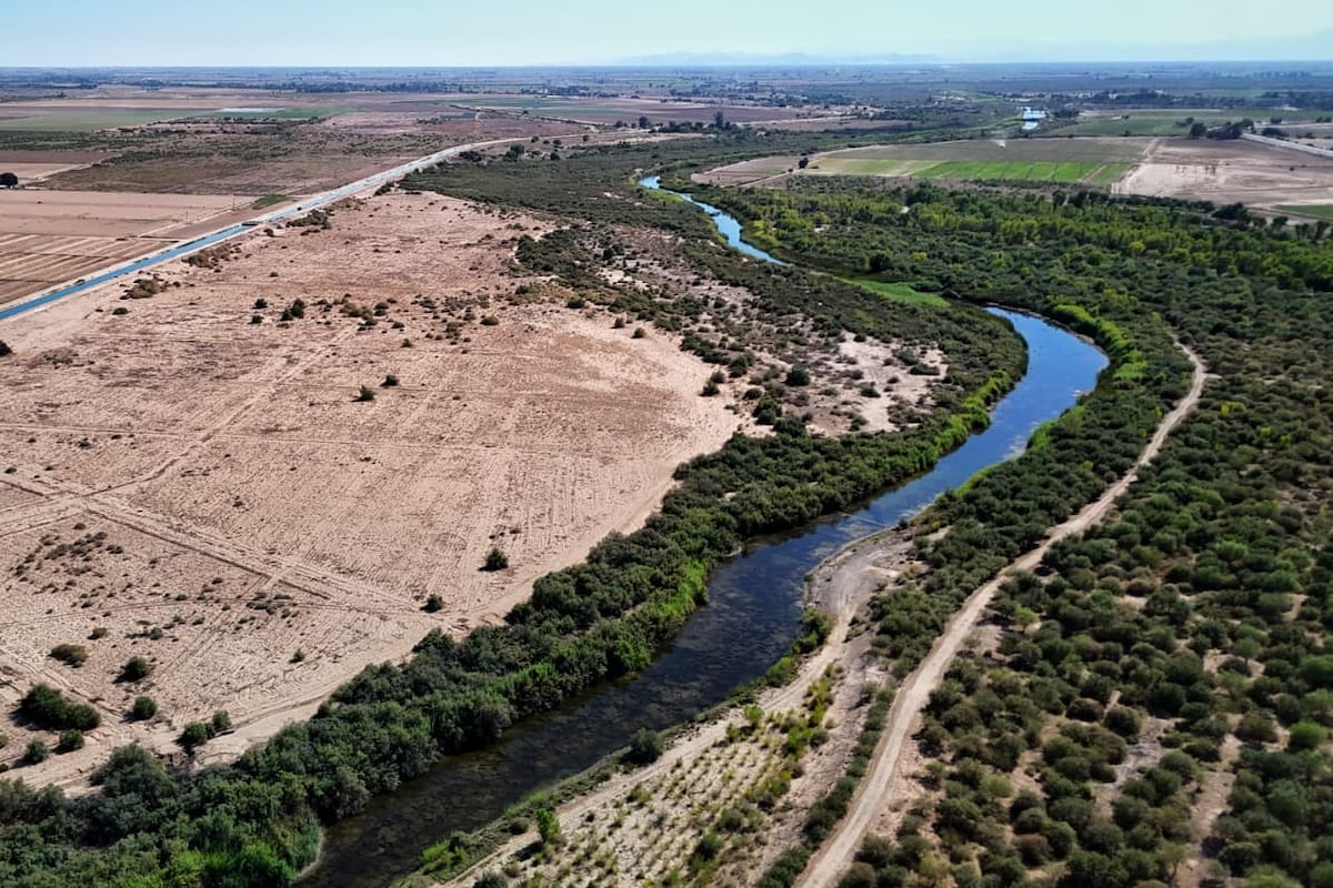 ONGS reforestan 500 hectáreas del Río Colorado