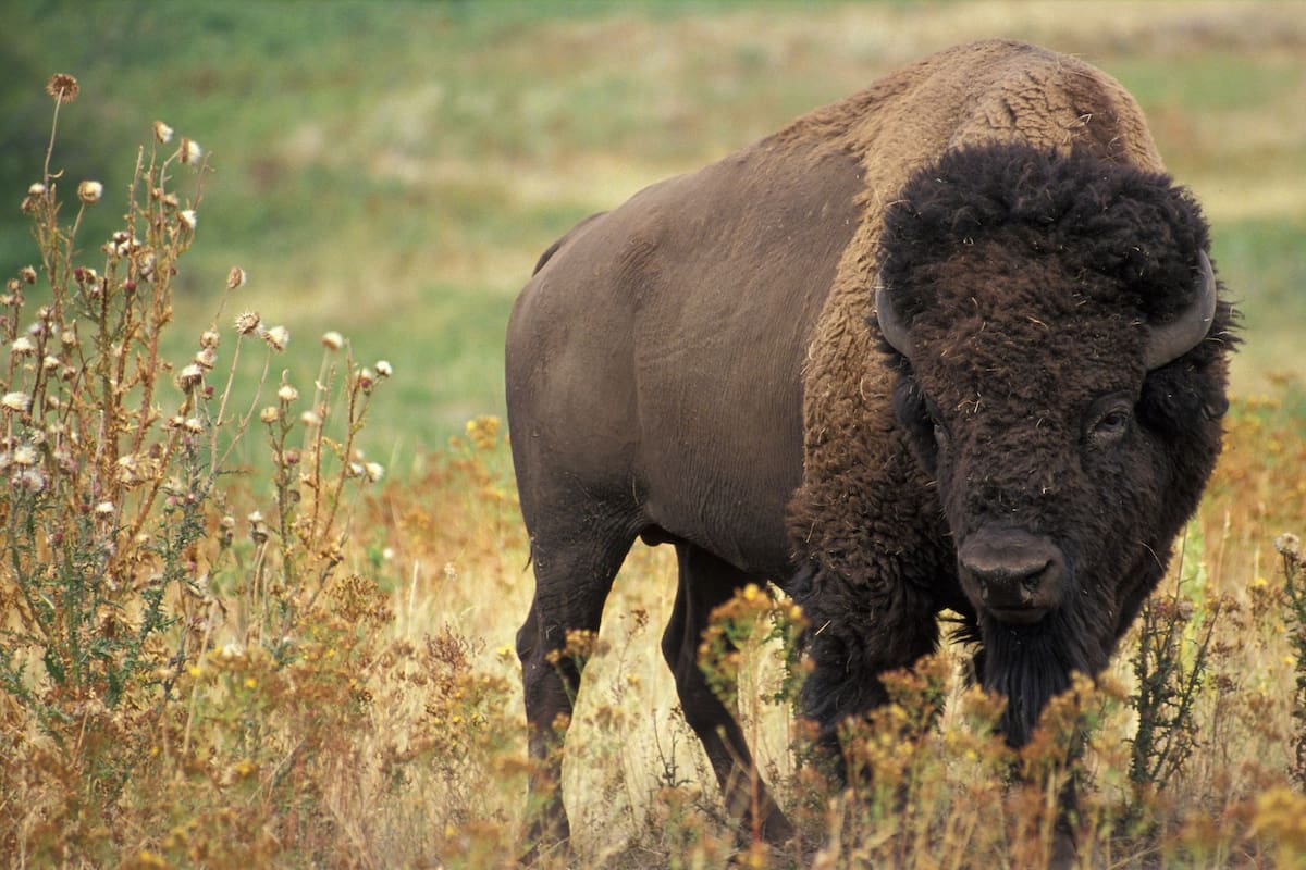 El regreso del bisonte a Rumanía tras un siglo eleva la biodiversidad en un 30% y se convierte en el modelo para Chihuahua, donde este “ingeniero natural” ya combate el cambio climático mediante la captura de carbono y la infiltración de agua en Janos