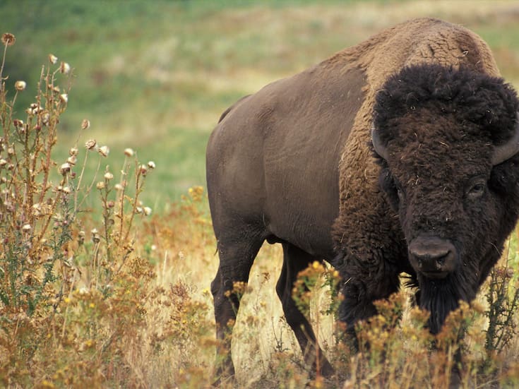 El regreso del bisonte a Rumanía tras un siglo eleva la biodiversidad en un 30% y se convierte en el modelo para Chihuahua, donde este “ingeniero natural” ya combate el cambio climático mediante la captura de carbono y la infiltración de agua en Janos