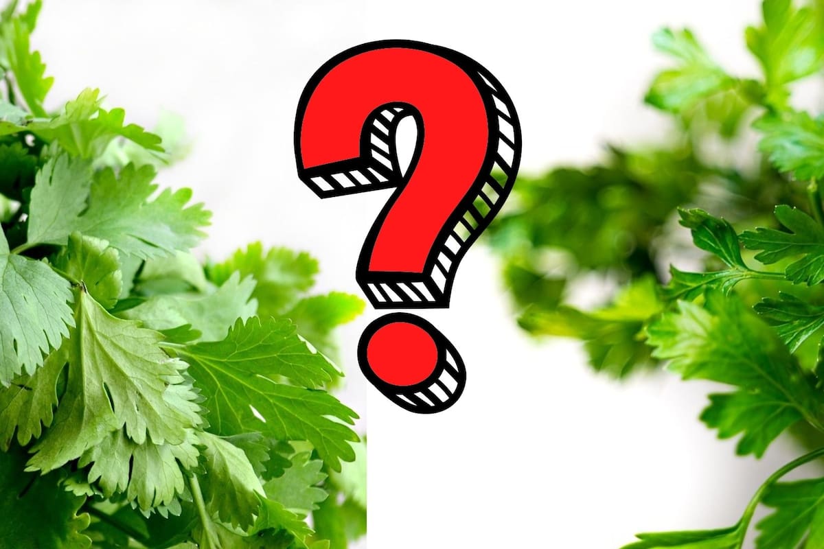 ¿Cómo diferenciar entre cilantro y perejil?