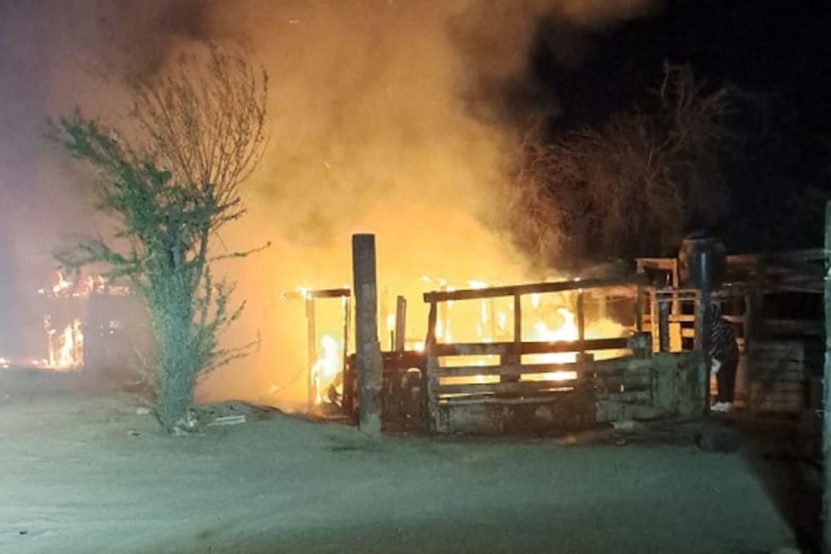 Incendio en corrales deja 40 cerdos muertos en la colonia Gómez