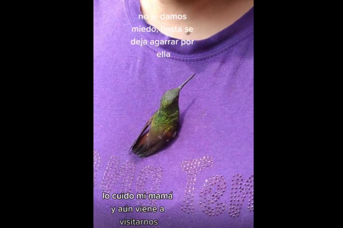 VIDEO TIKTOK: Colibrí conmueve a internautas al visitar a joven que lo cuidaba