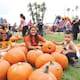 San Diego tendrá calabazas gratis este 18 de octubre