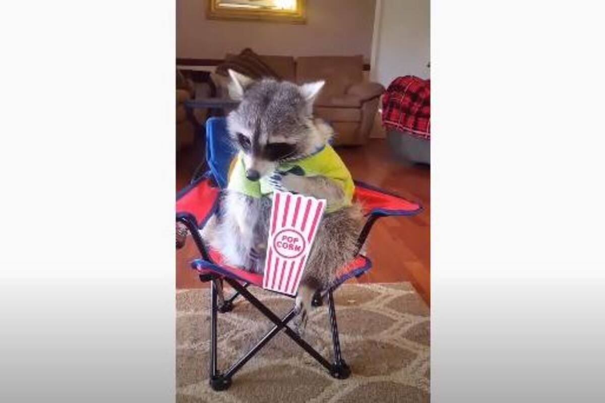 Mapache come palomitas y se viraliza en YouTube