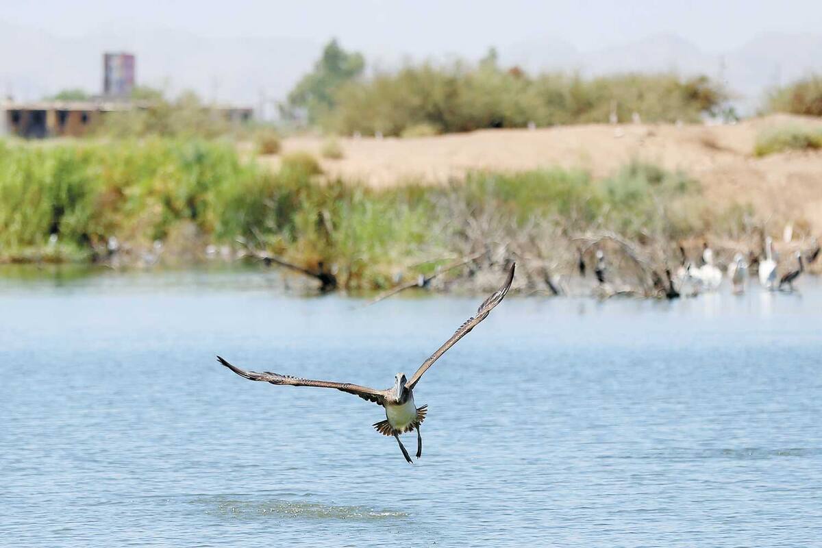 Buscan convertir lagunas en área natural protegida