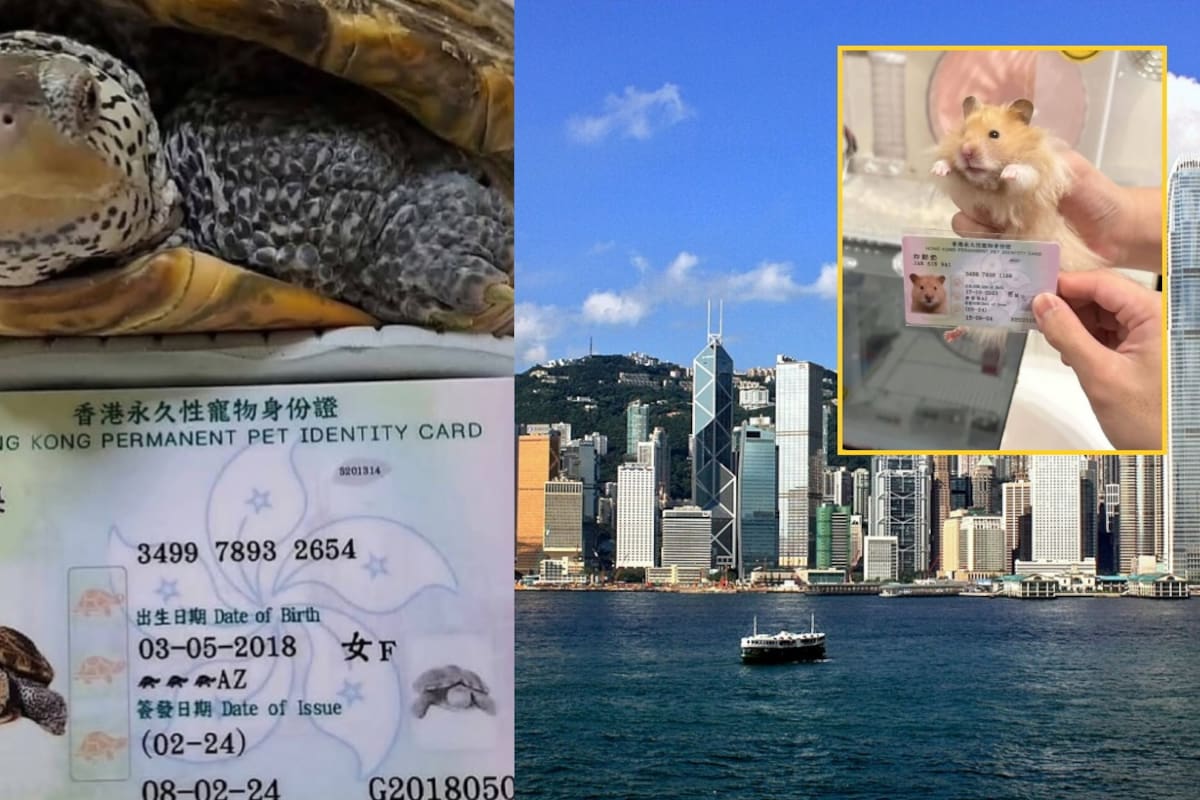 Así funciona la ID oficial para mascotas en Hong Kong
