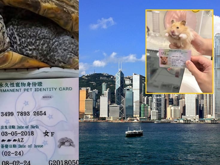 Así funciona la ID oficial para mascotas en Hong Kong