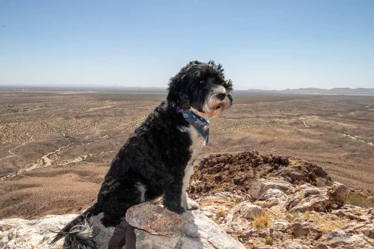 Camina con un perro en busca de hogar: vuelve el programa del Parque Estatal Picacho Peak este noviembre