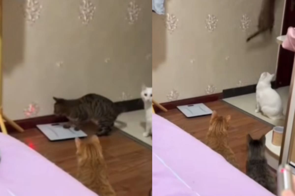 Hombre usa un láser para que sus gatos ‘apaguen la luz’ sin levantarse